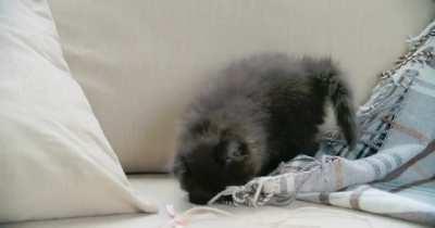 A Pet Kitten Playing With A Blanket In The Sofa