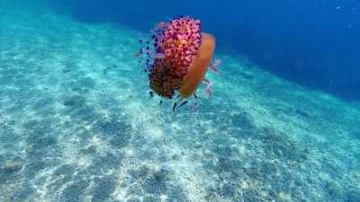 Jellyfish in Brac, Croatia