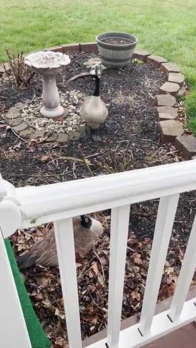 Every year my nana must do battle with Canadian geese!