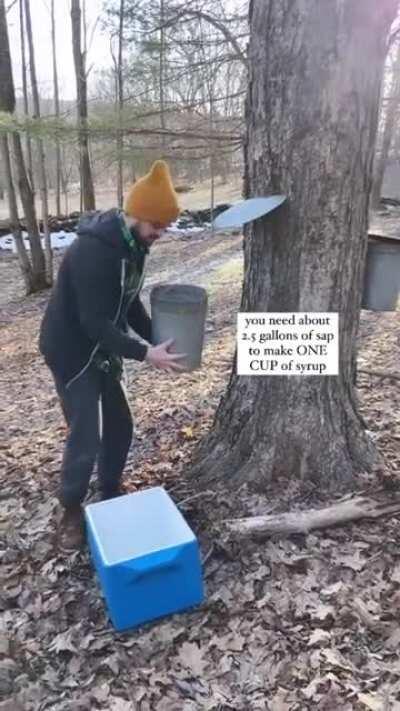 Maple syrup making from beginning to the end