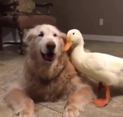 Duck and doggo