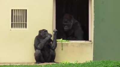 Gorillas having a casual interaction.