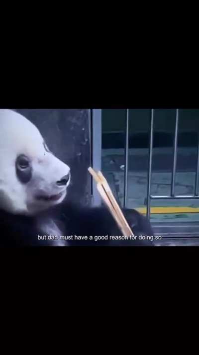 Panda raised by human dad