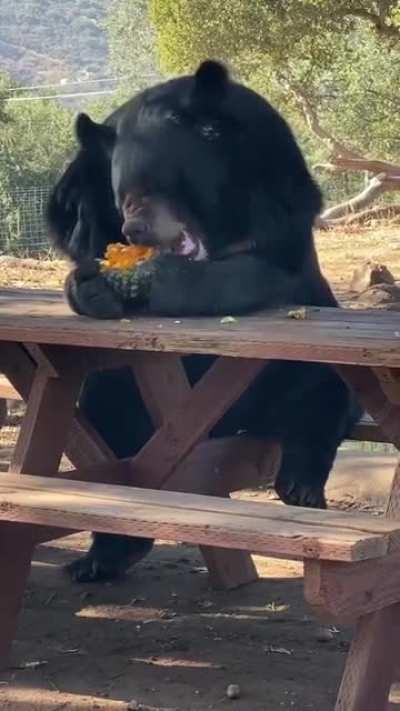 Bear sits at a bench like a person while eating