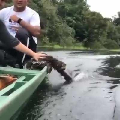 Sloth enjoying a boat ride