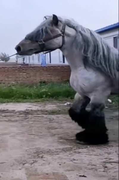 Majestic as Fu ..... a large horse