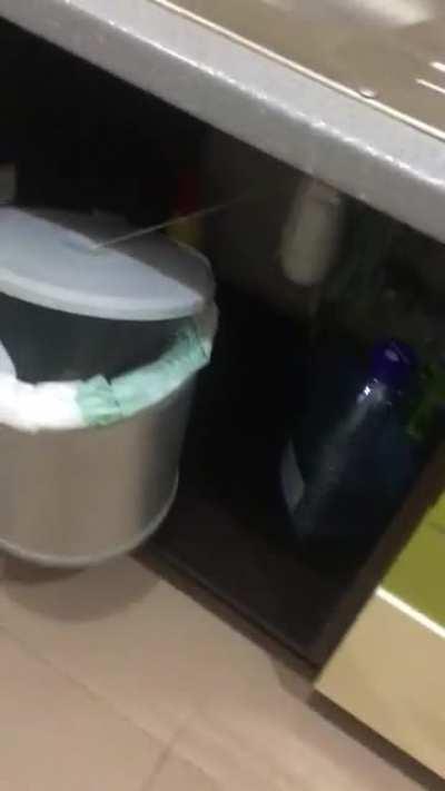 The way this trashcan opens in a Lviv, Ukraine apartment