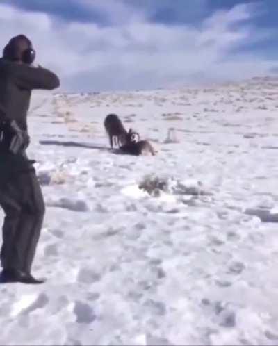 Ranger uses shotgun to separate 2 bucks.