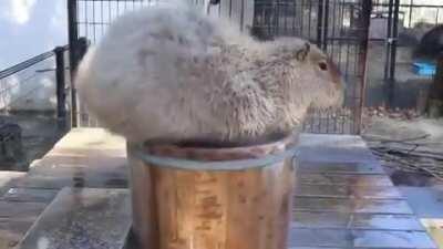 🔥 Capybara spa day 🔥