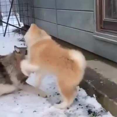 Wolf getting maliciously stalked by his friend