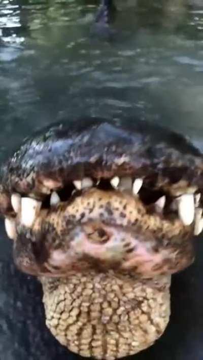 Alligator's Bellow Communicates Size