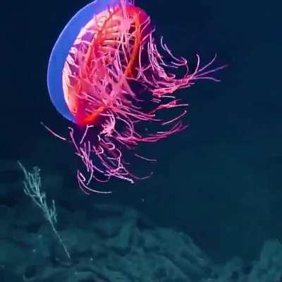 This is a jellyfish named Halitrephes Maasi