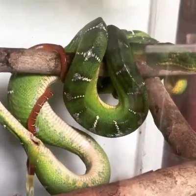 Boa constrictor giving live birth