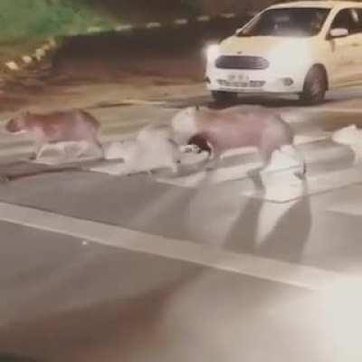 🔥 Family of Capybara crossing a busy city street 🔥