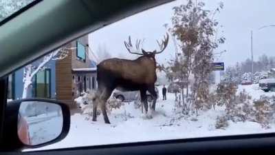 The size of that elk