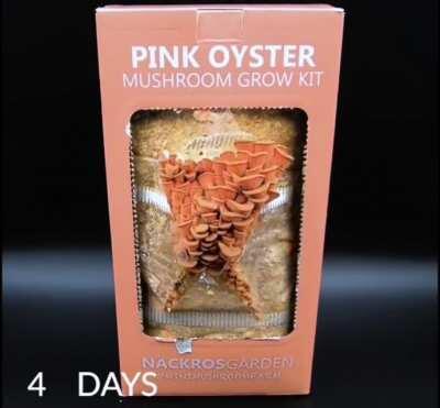 Pink oyster mushroom growkit