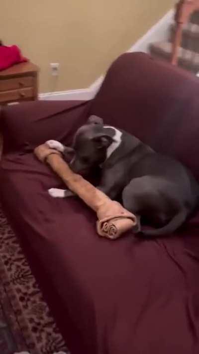 Gracie the Staffie dog got giant bone during Christmas