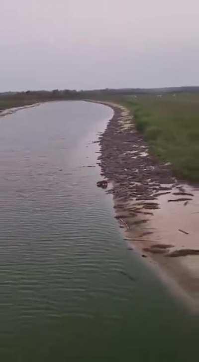 Capybara walking through the valley of the shadow of death.