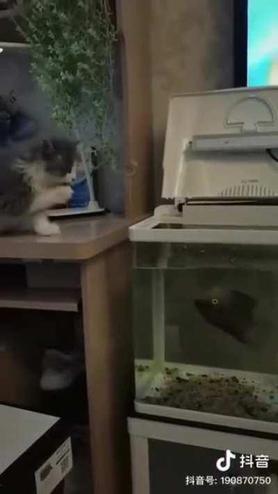 Cat v fish