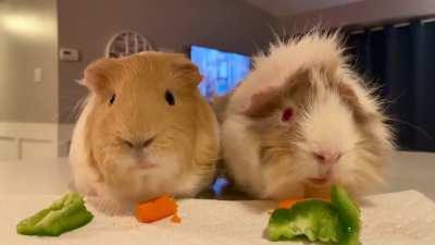 Please enjoy this video of Harry and Jeb devouring their veggies. 🥕🫑