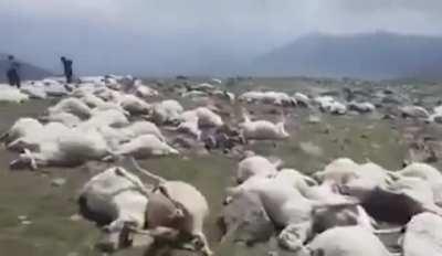 Lightning strike kills more than 500 sheep in Ninotsminda,Georgia