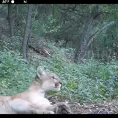 This is how a puma sounds