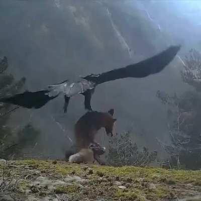 Eagle hunts a fox