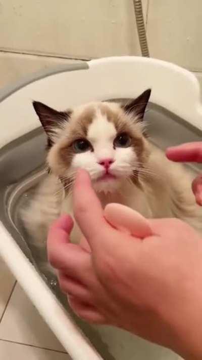 (OC) My kitty loves bathing