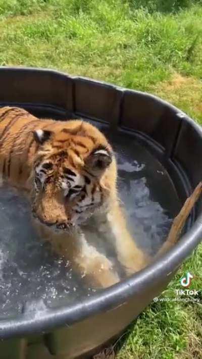 Marcus the tiger first pool after being rescued from a bad environment 🥰