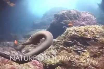 An Octopus Rides A Moray Eel