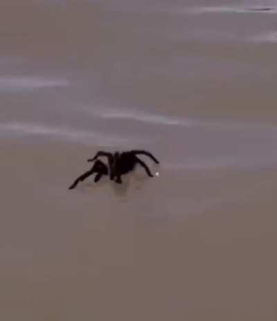 Spiders can walk on water because of surface tension. Tarantulas effectively swim by “rowing” on the surface of the water, using their first three pairs of legs like paddles.