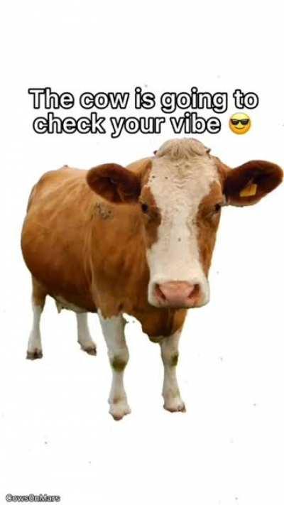 Let me check your vibe..