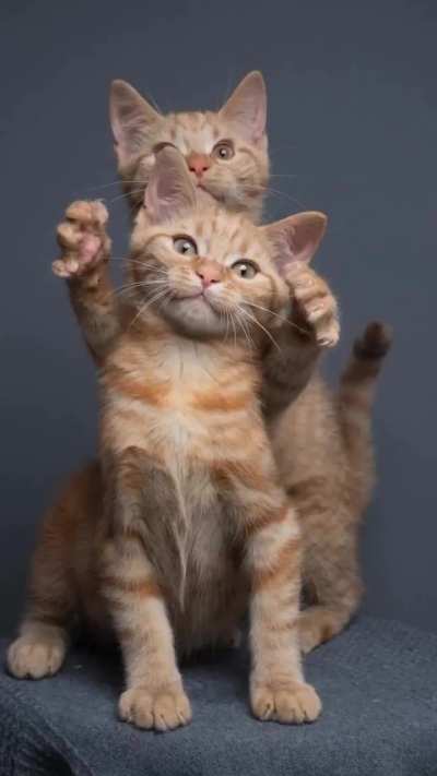 petslover1