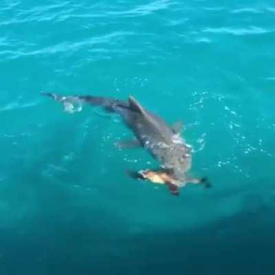 Turtle defending itself from a tiger shark attack