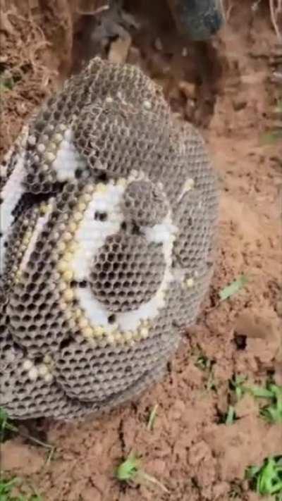 removing a subterranean yellow jacket nest. I'm uncomfortable.