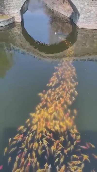 🔥 Koi fish following duck