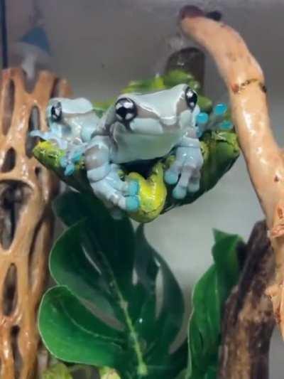 🔥 Blue Milk Frog