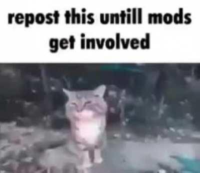 Repost this scrunkly until mods get involved