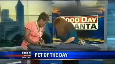 Excited kitten takes bouncing leap during Good Day Atlanta