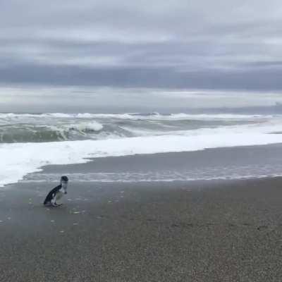 A rehabilitated blue penguin is released back into the wild