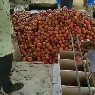 Clever technique for sorting mangoes by size