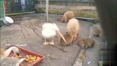 Pelican trying to eat a Capybara