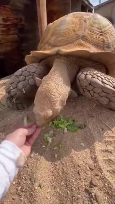 Feeding a big Tortoise