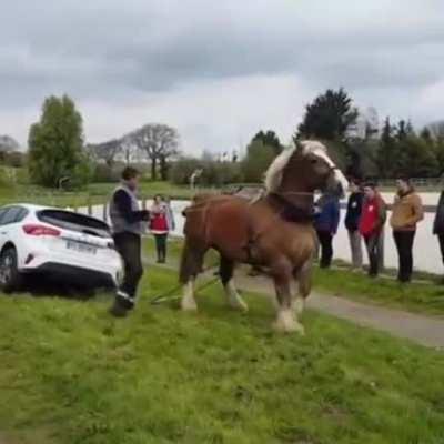 Work horse pulls car out of a ditch