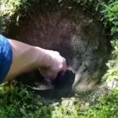 A well dug, smooth, circular hole, that slowly fills with clear groundwater that reflects the tree branches above.