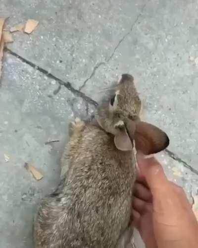 A skater rescuing a wild bunny from a pool.