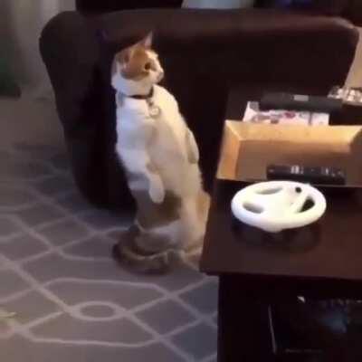 Cat is in shock at what he just saw