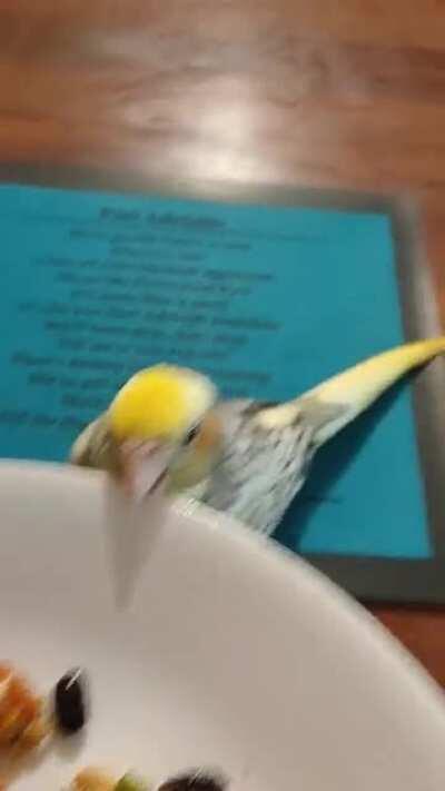 Trying to have breakfast with a baby tiel