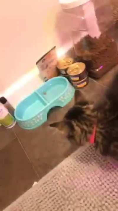 My sister got a new cat.... I get videos like this multiple times a day