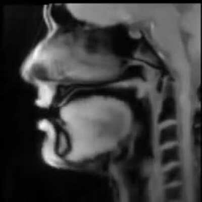 Real-time MRI lets you see the movements of the mouth and throat of a man speaking (originally recorded and published by Jens Frahm, Max-Planck-Institute Göttingen)